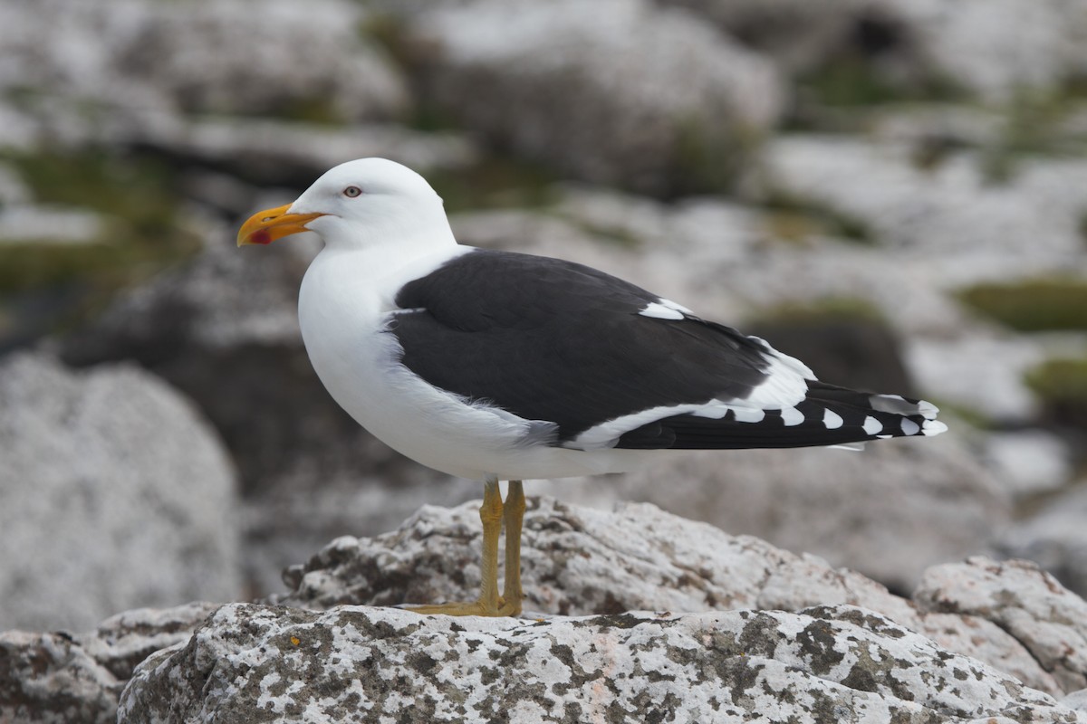 Gaviota Cocinera - ML105072171