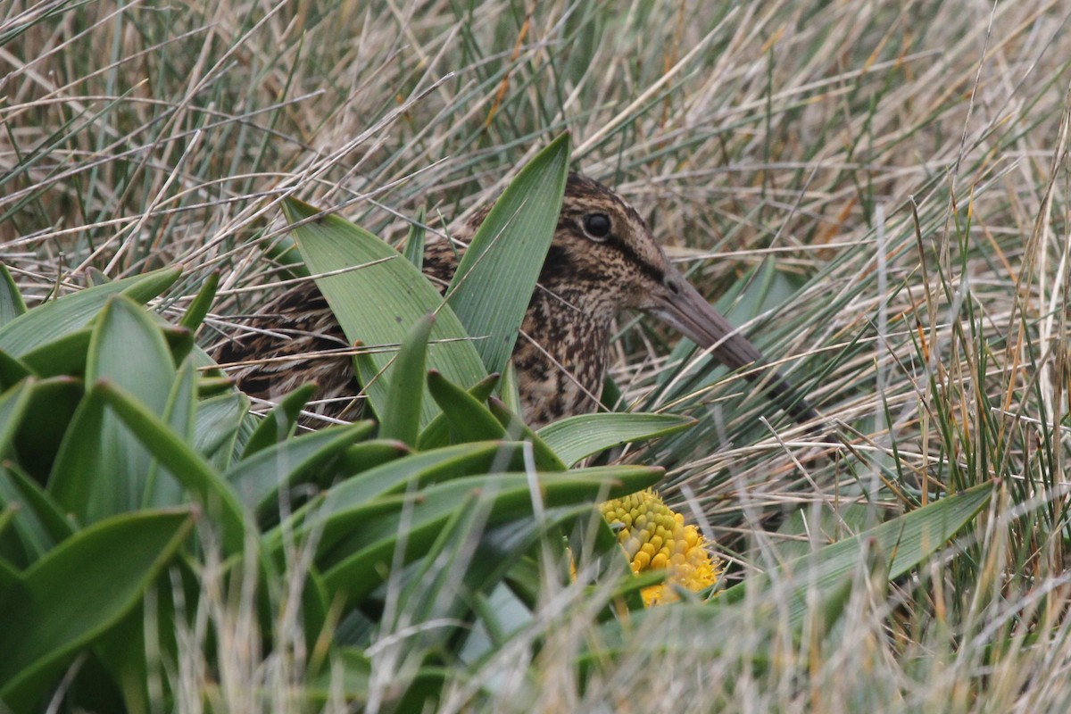 Subantarctic Snipe - James (Jim) Holmes