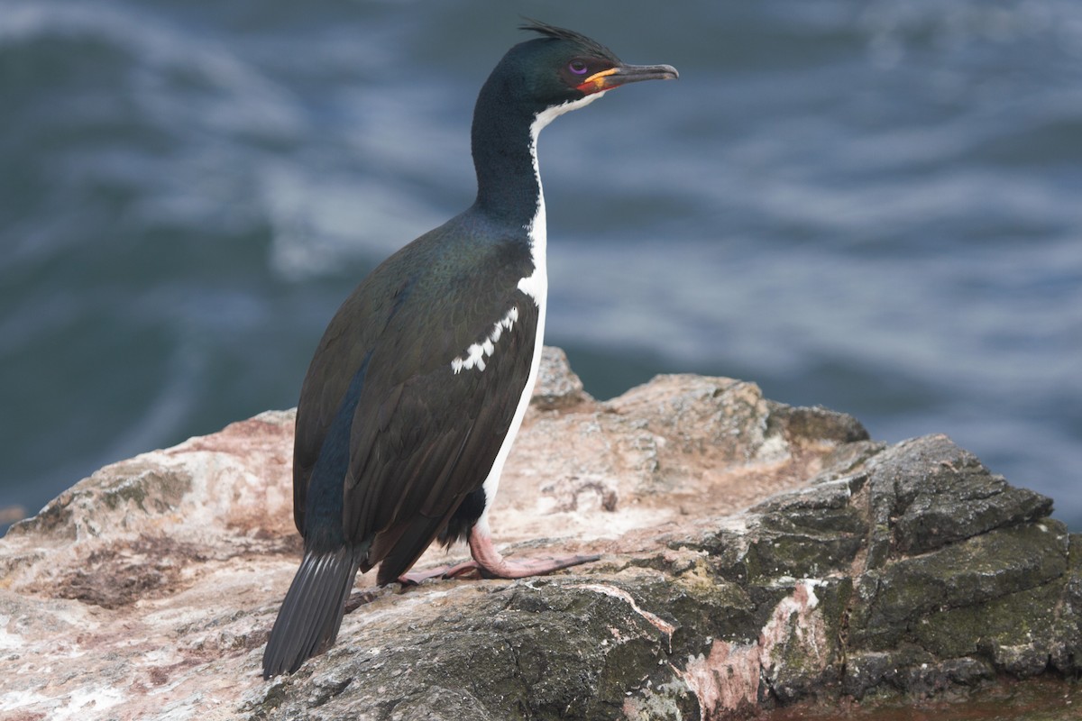 Auckland Islands Shag - ML105072531