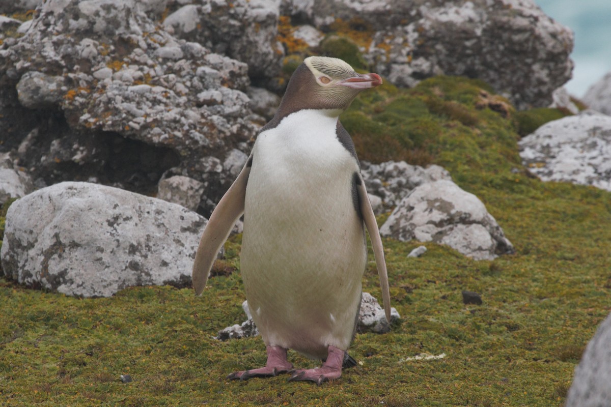 Yellow-eyed Penguin - James (Jim) Holmes