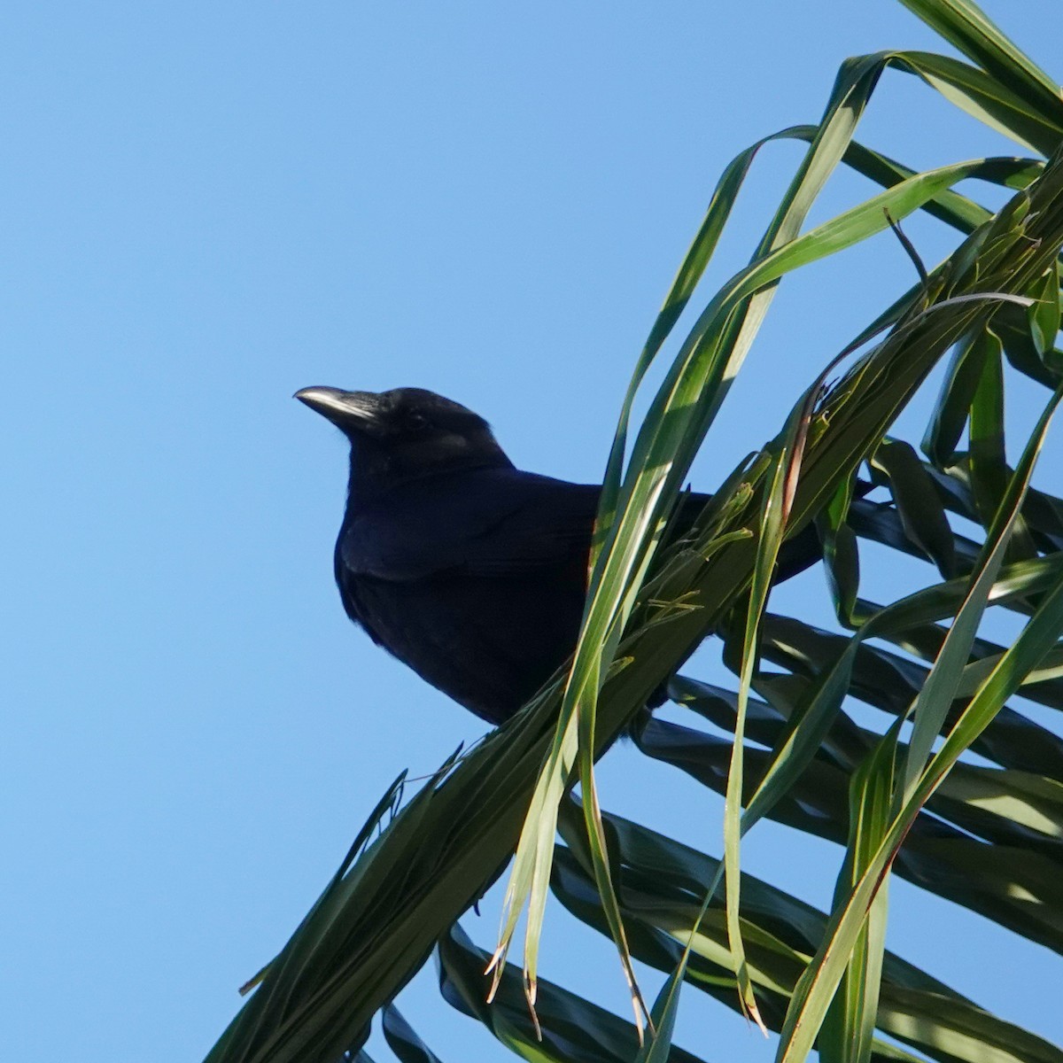 Fish Crow - ML105073071