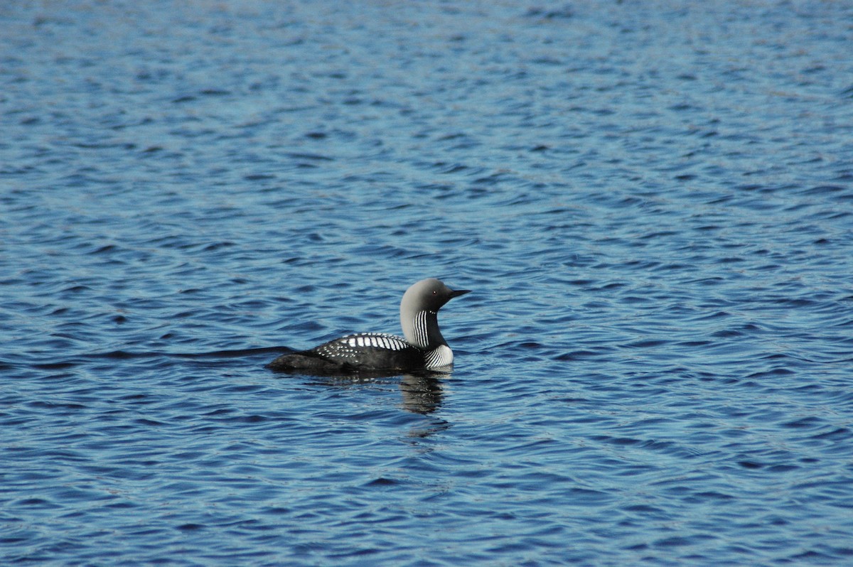 Pacific Loon - Syd Cannings
