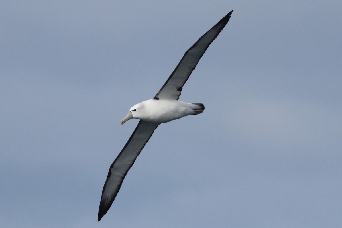 Tasmanalbatros - ML105077571