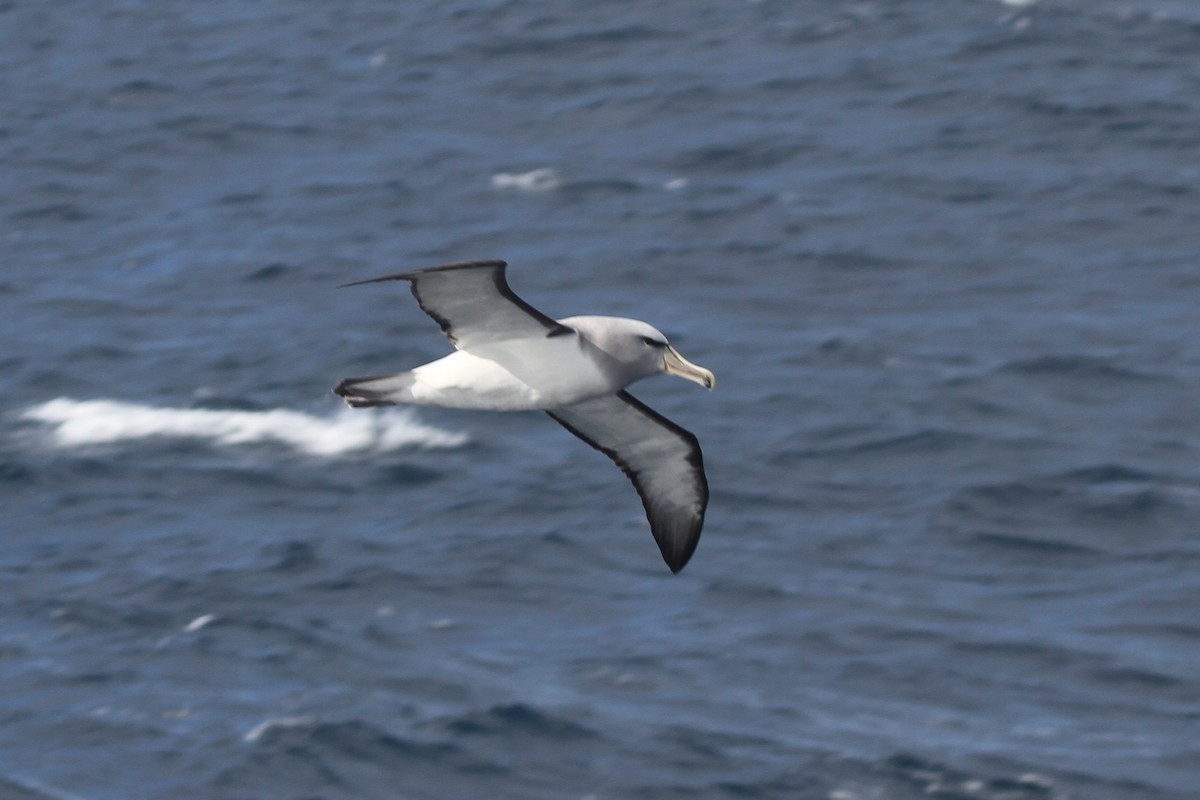 Salvin's Albatross - ML105077611