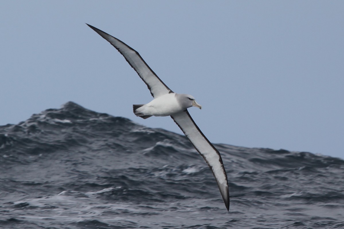 albatros snarský - ML105077631