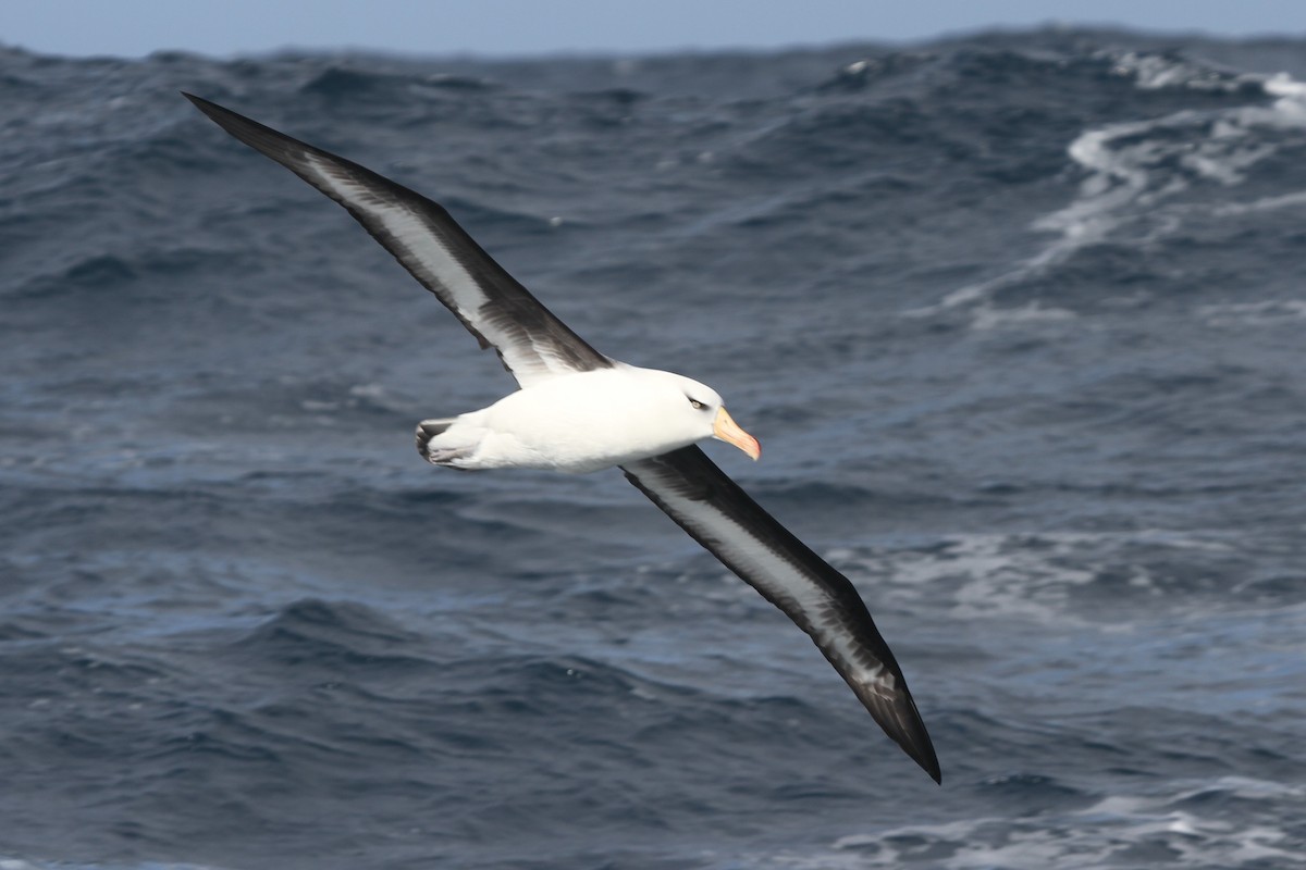 Чернобровый альбатрос (impavida) - ML105077661