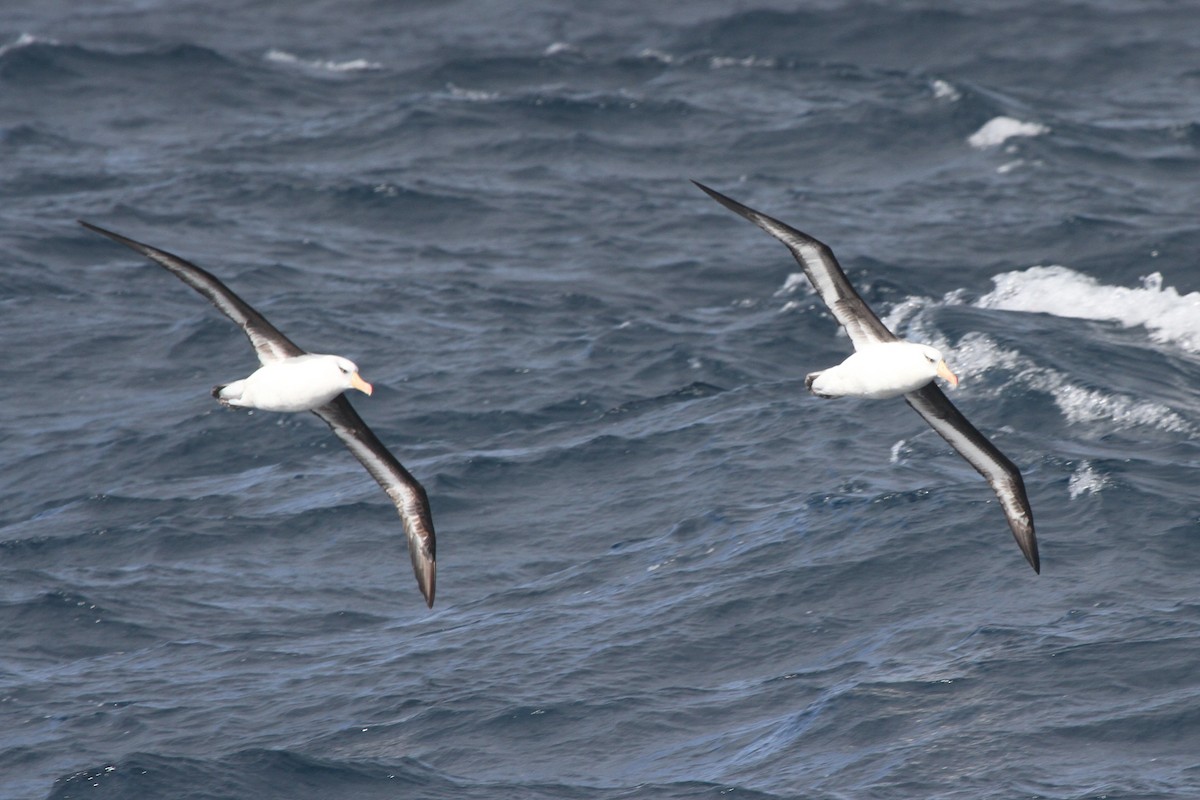 albatros černobrvý (ssp. impavida) - ML105077671