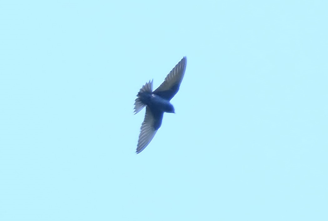 Purple Martin - ML105077761