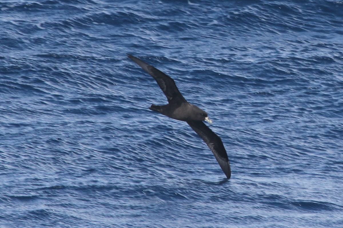 Weißkinn-Sturmvogel - ML105077851