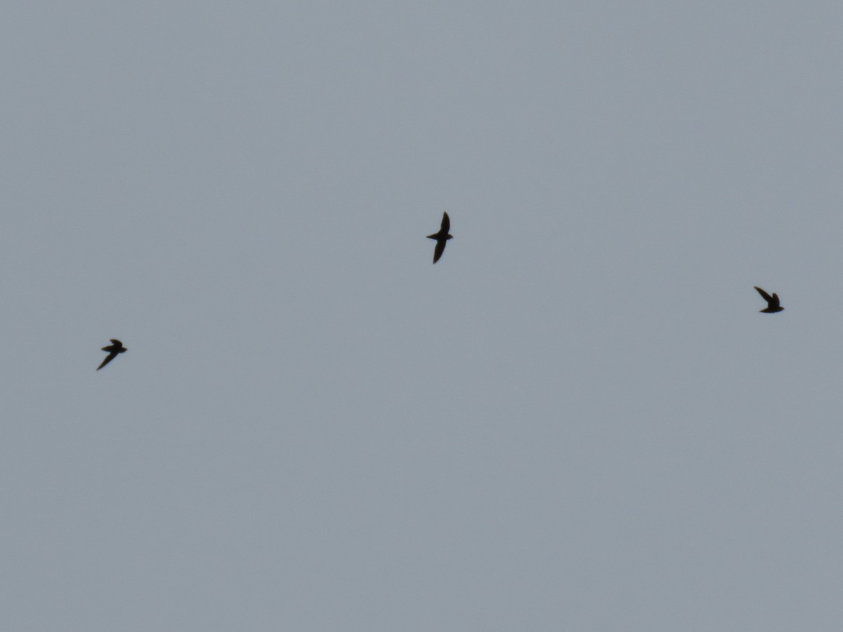 Chimney Swift - ML105078281