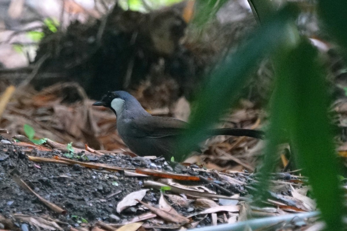 Black-throated Laughingthrush - ML105080781