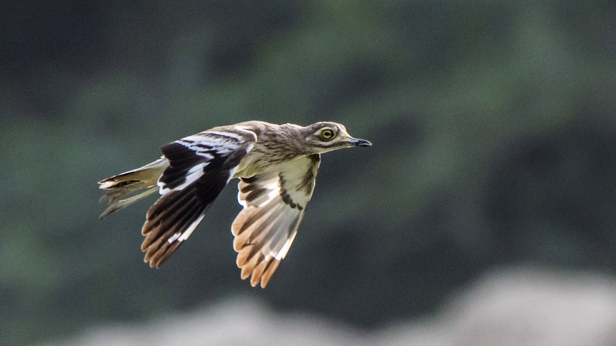 Indian Thick-knee - ML105081371