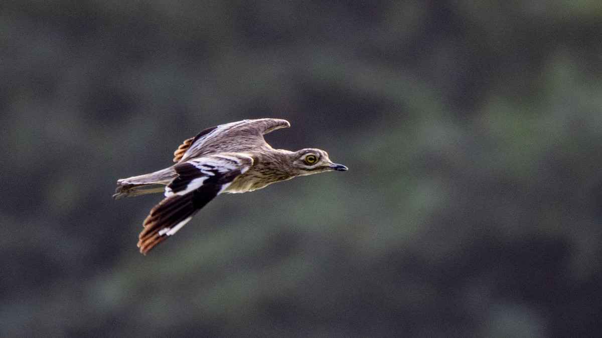 Indian Thick-knee - ML105081381