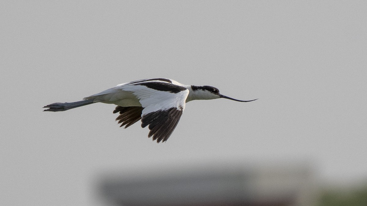 Pied Avocet - ML105081401