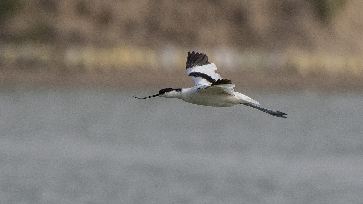 Avocette élégante - ML105081411