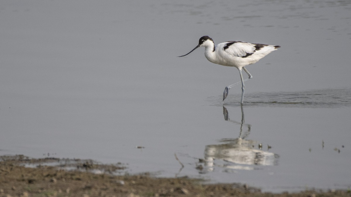 Pied Avocet - ML105081431