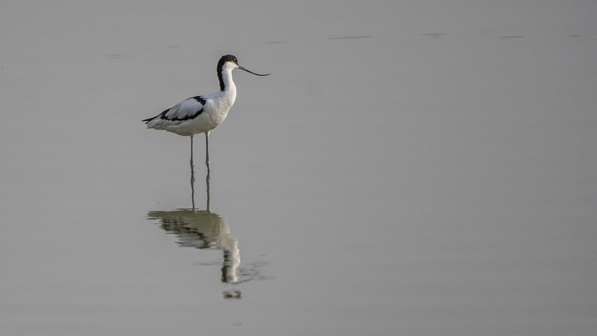 Pied Avocet - ML105081441