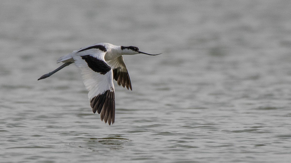 Pied Avocet - ML105081451