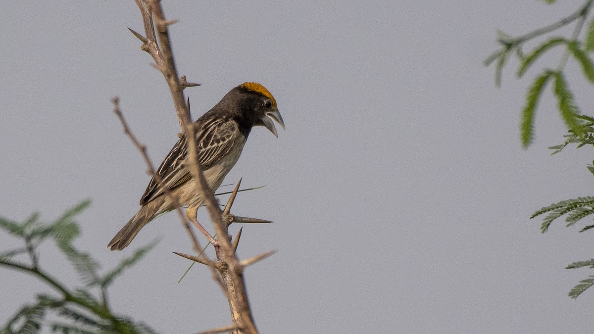 Black-breasted Weaver - ML105081811