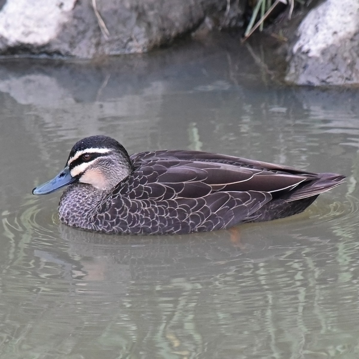 Canard à sourcils - ML105083131