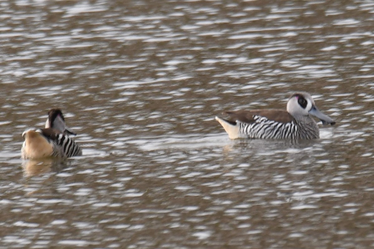 Pink-eared Duck - ML105083951