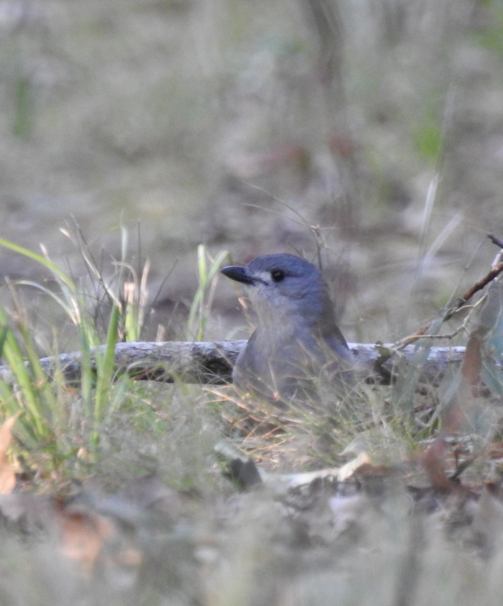 Gray Shrikethrush - ML105084201