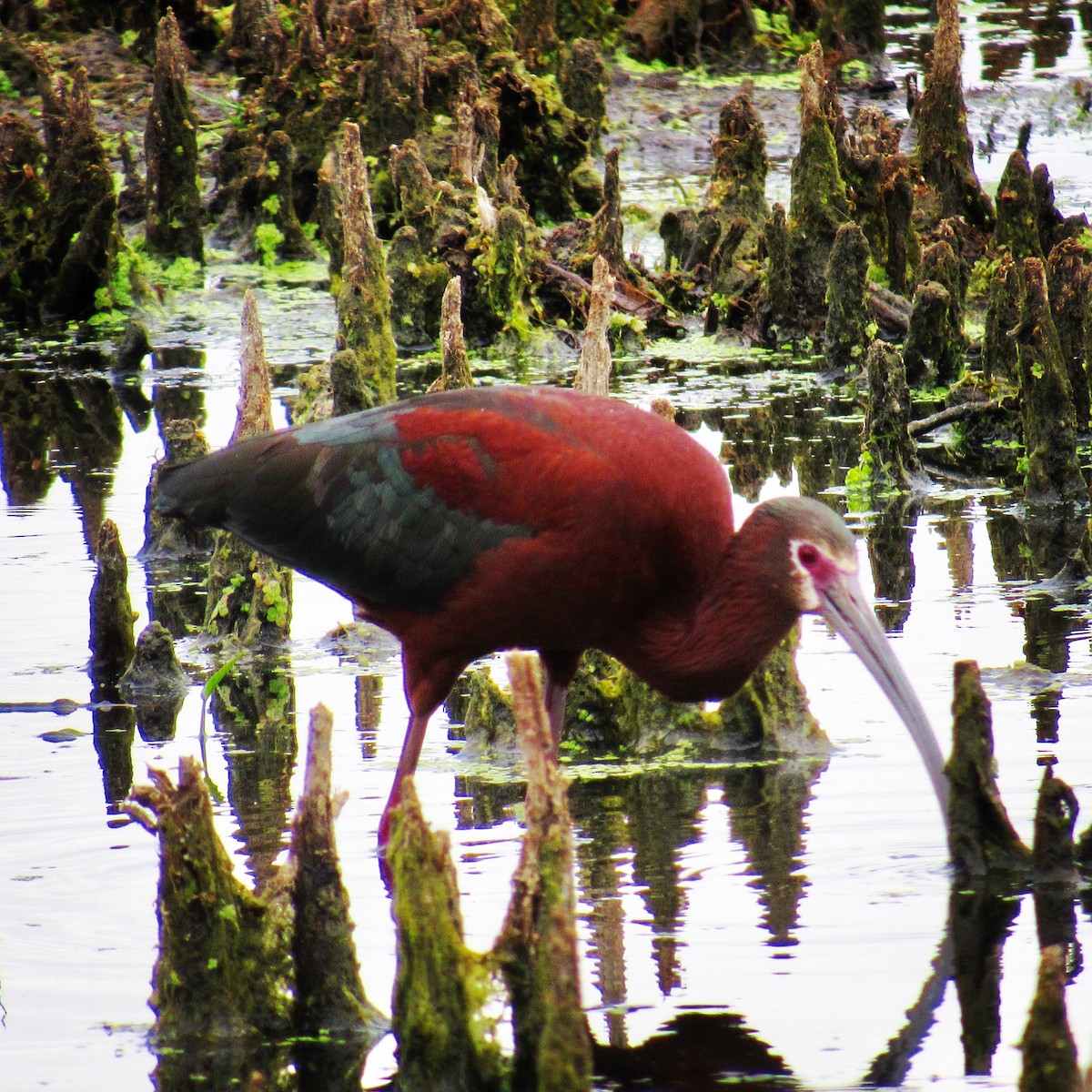 ibis americký - ML105090491