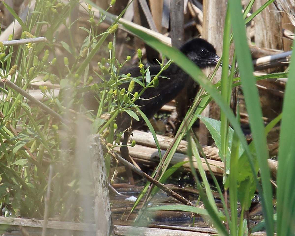 Virginia Rail - ML105092591
