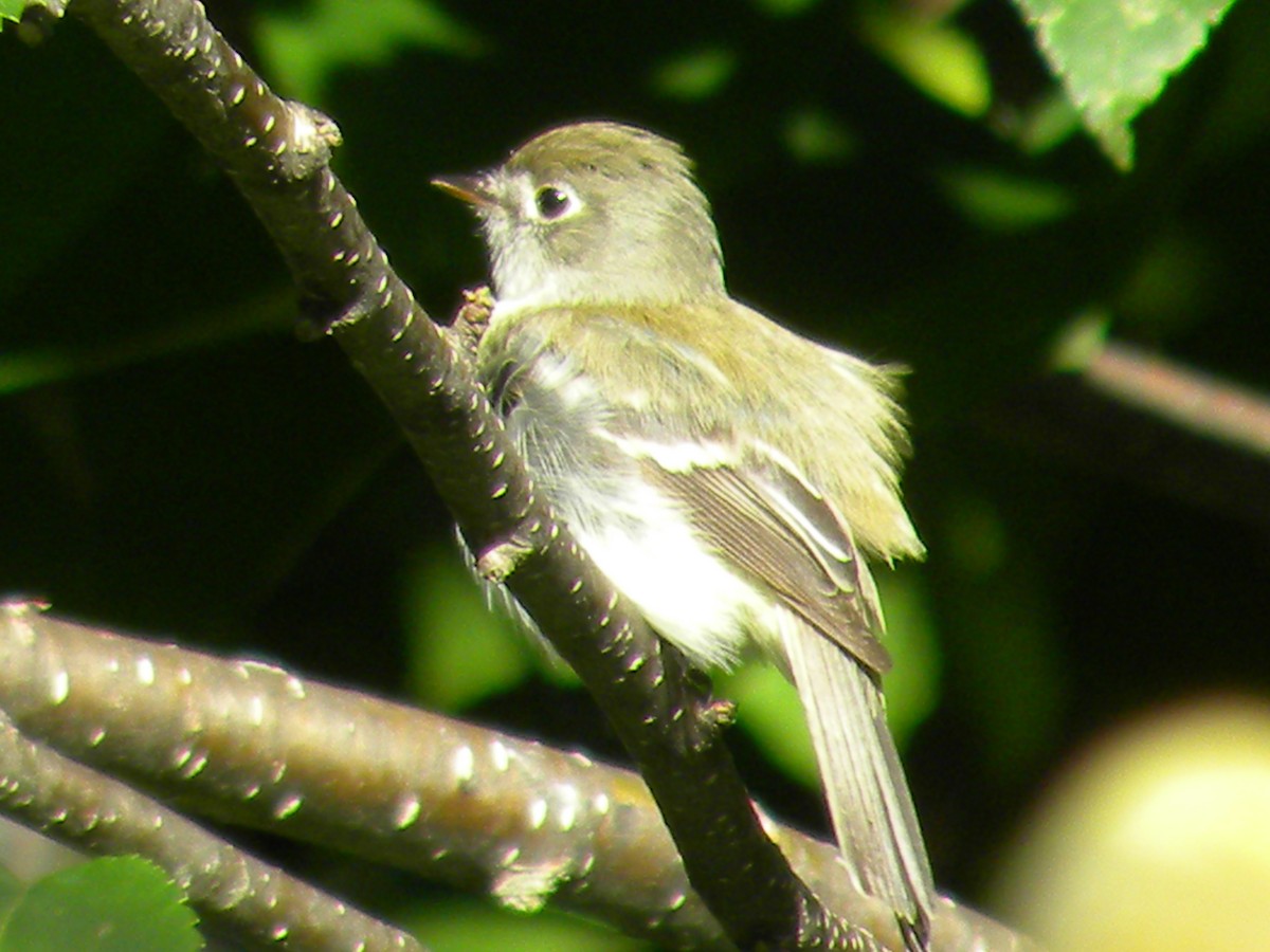 Least Flycatcher - ML105092951