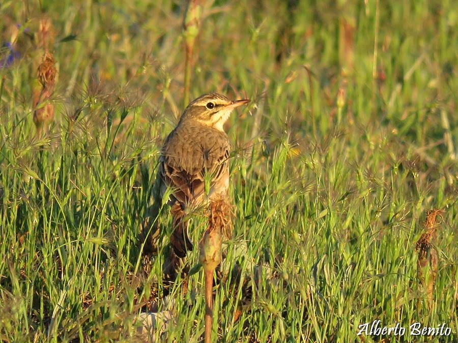 Tawny Pipit - ML105095541