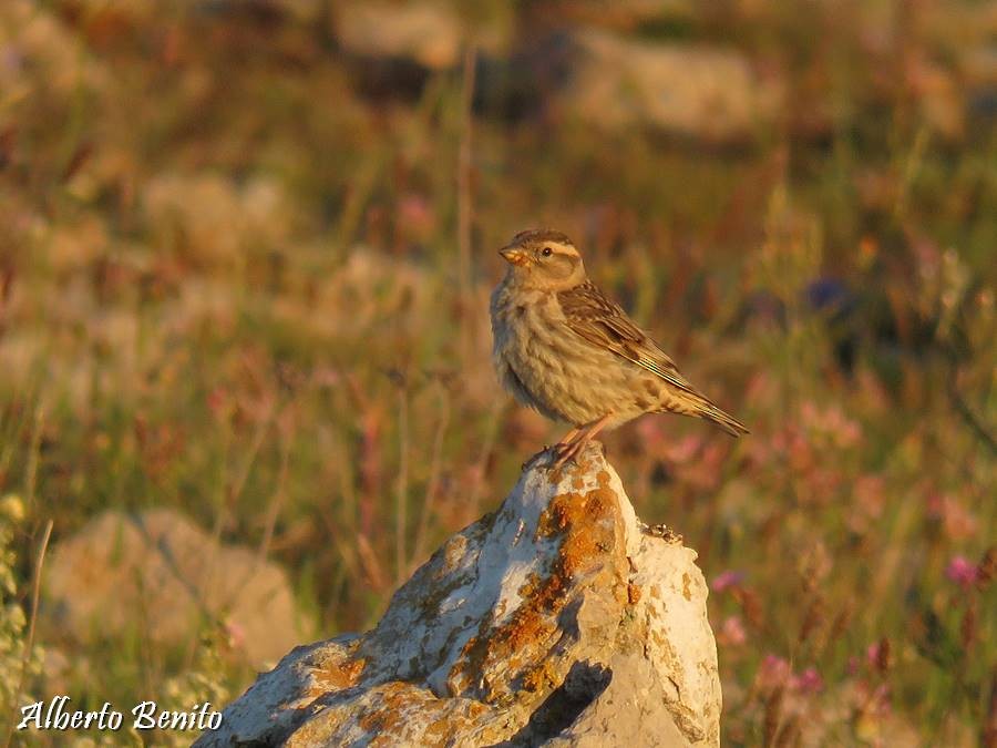 Rock Sparrow - Alberto Benito