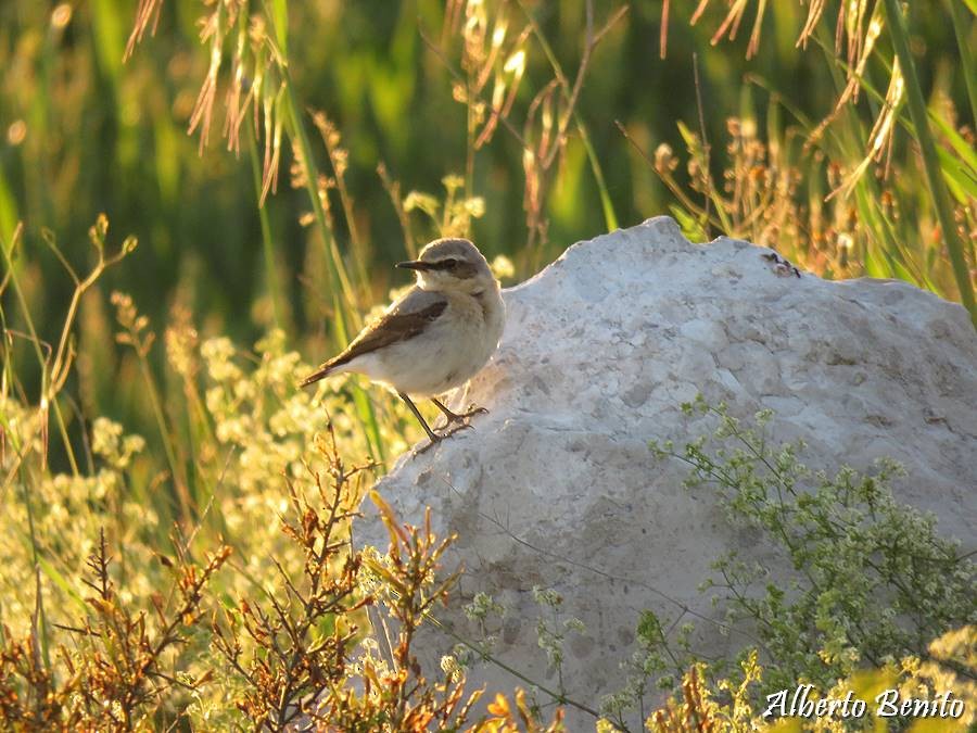 Northern Wheatear - ML105095761