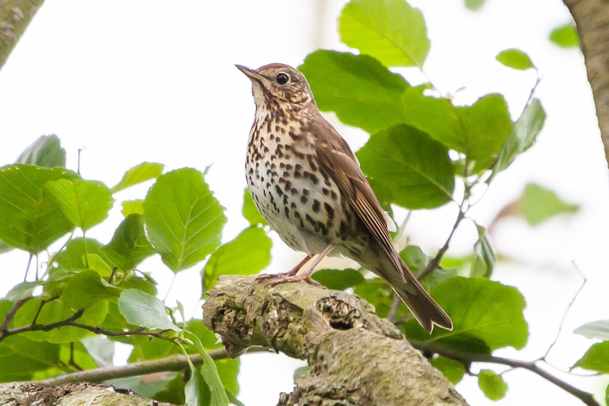Song Thrush - Alistair Walsh
