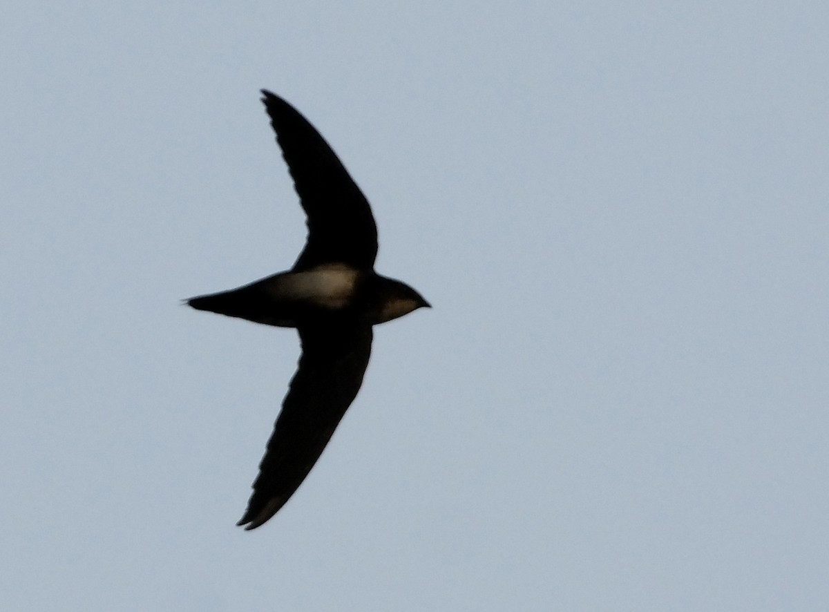 Silver-backed Needletail - ML105098661