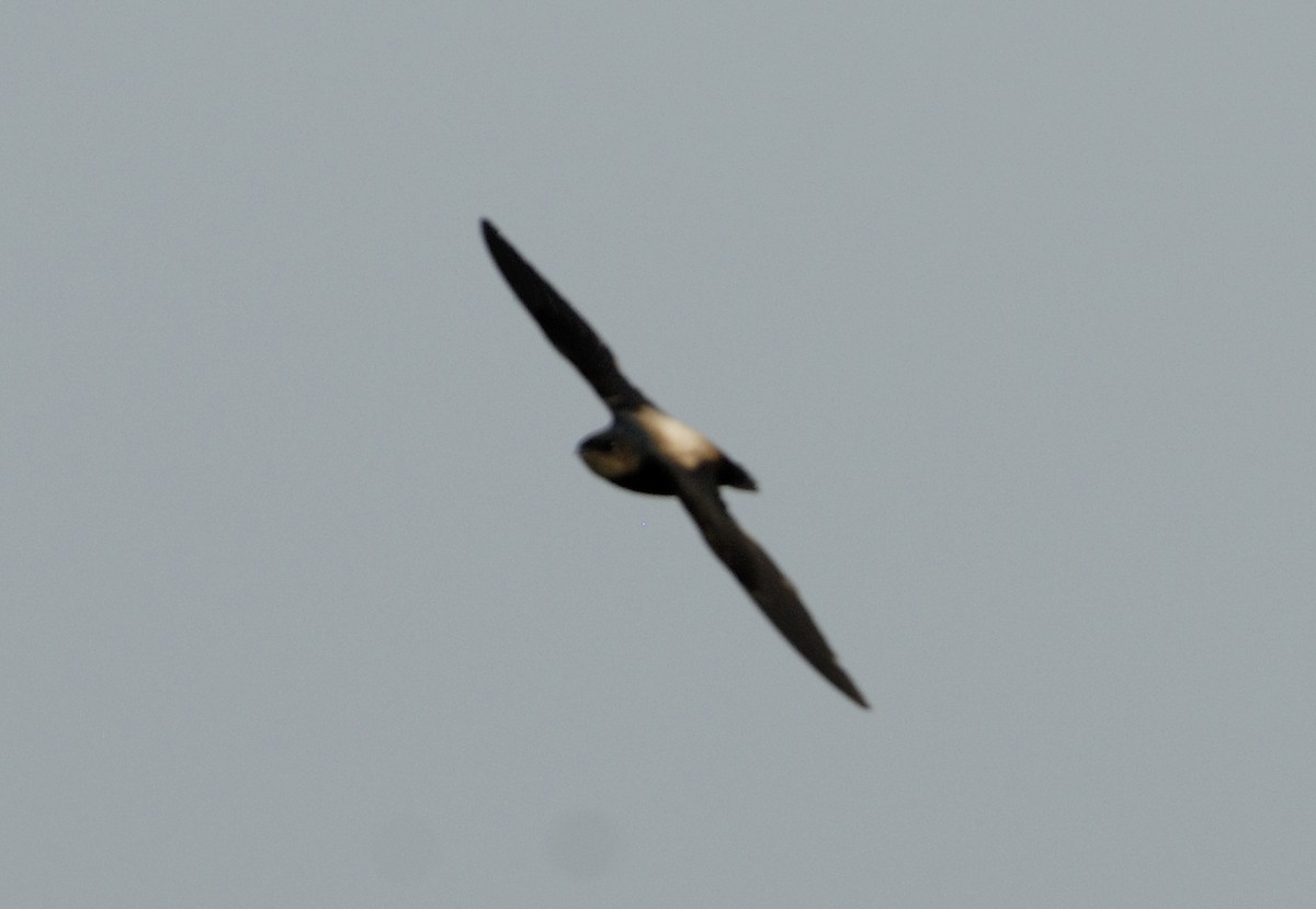 Silver-backed Needletail - ML105098721