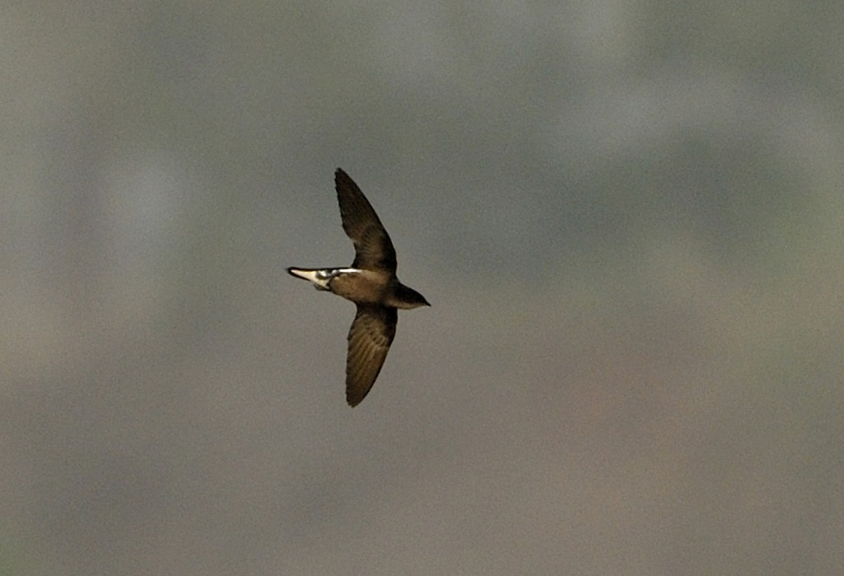 Silver-backed Needletail - ML105098731