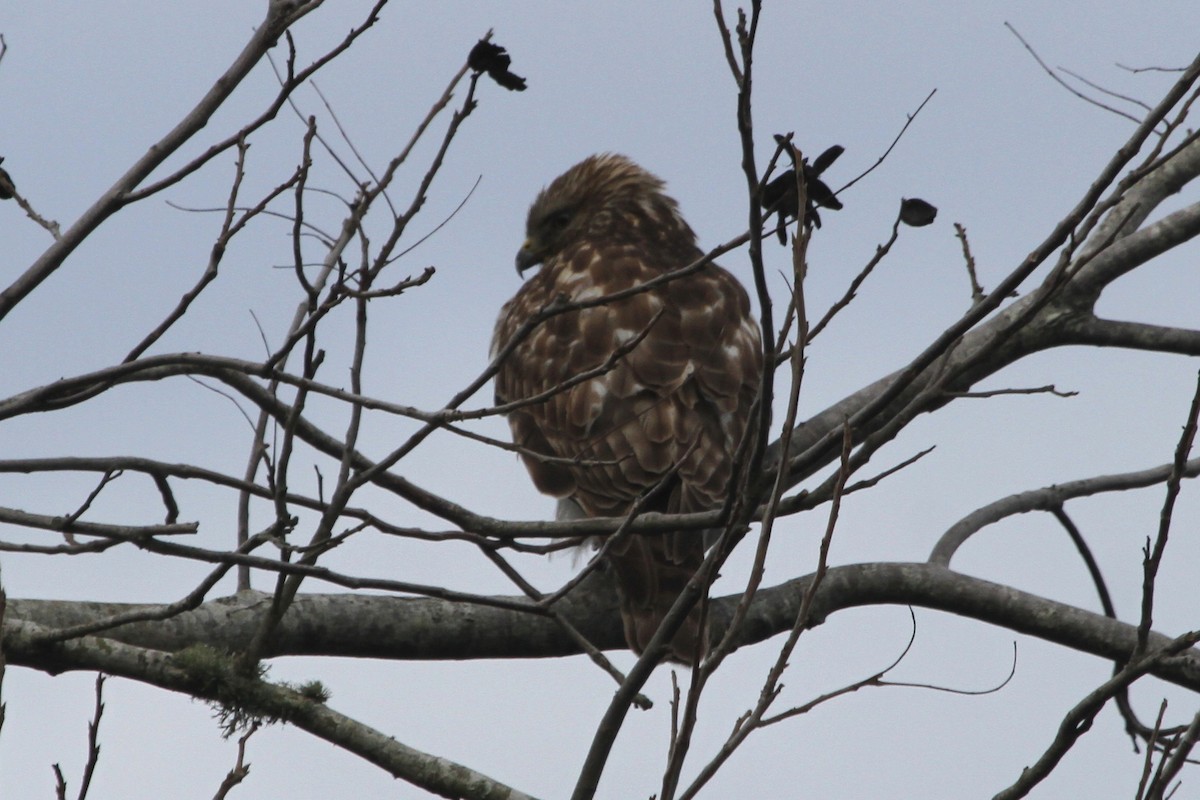 Red-shouldered Hawk - ML105099021