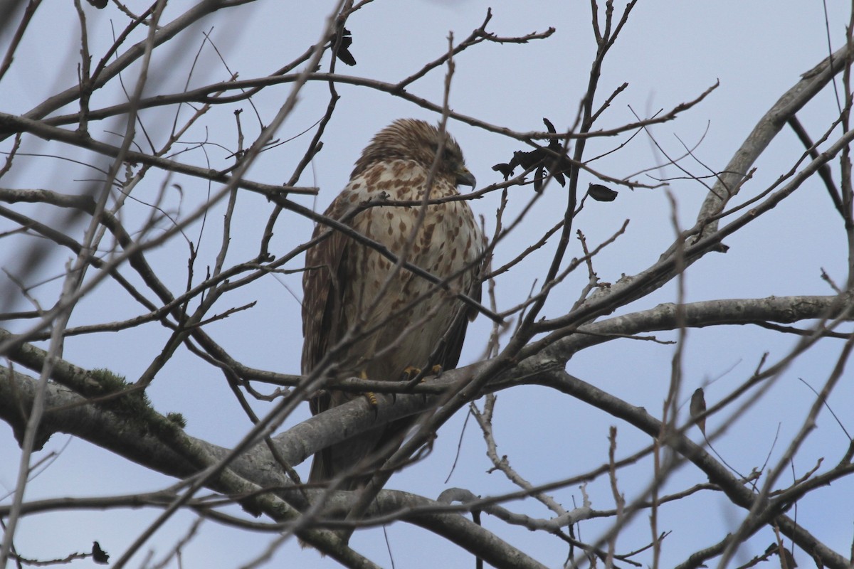 Red-shouldered Hawk - ML105099031