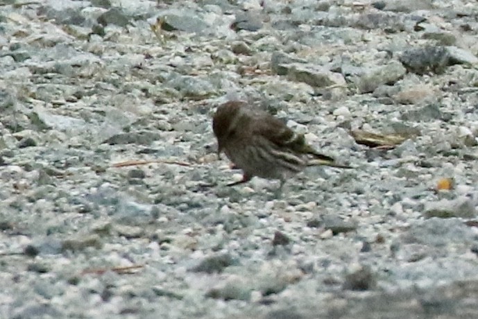 Pine Siskin - ML105104011