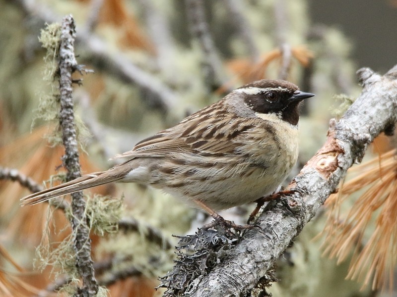 Black-throated Accentor - Pavel Parkhaev