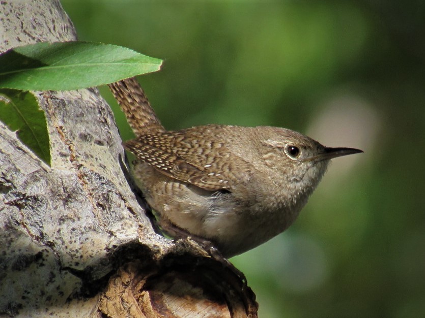 Northern House Wren - ML105106011