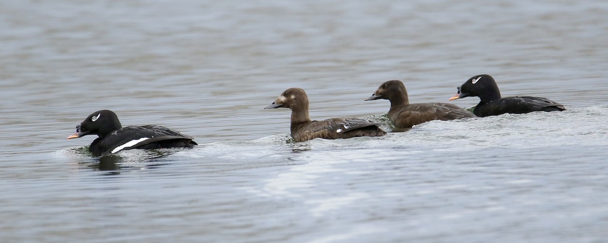 Stejneger's Scoter - ML105106061