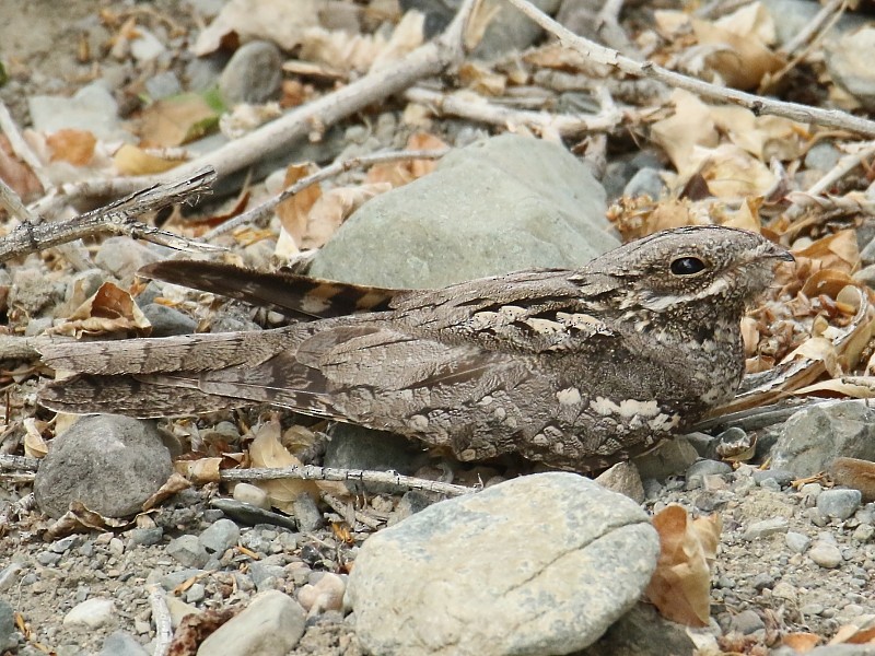 Eurasian Nightjar - ML105106761