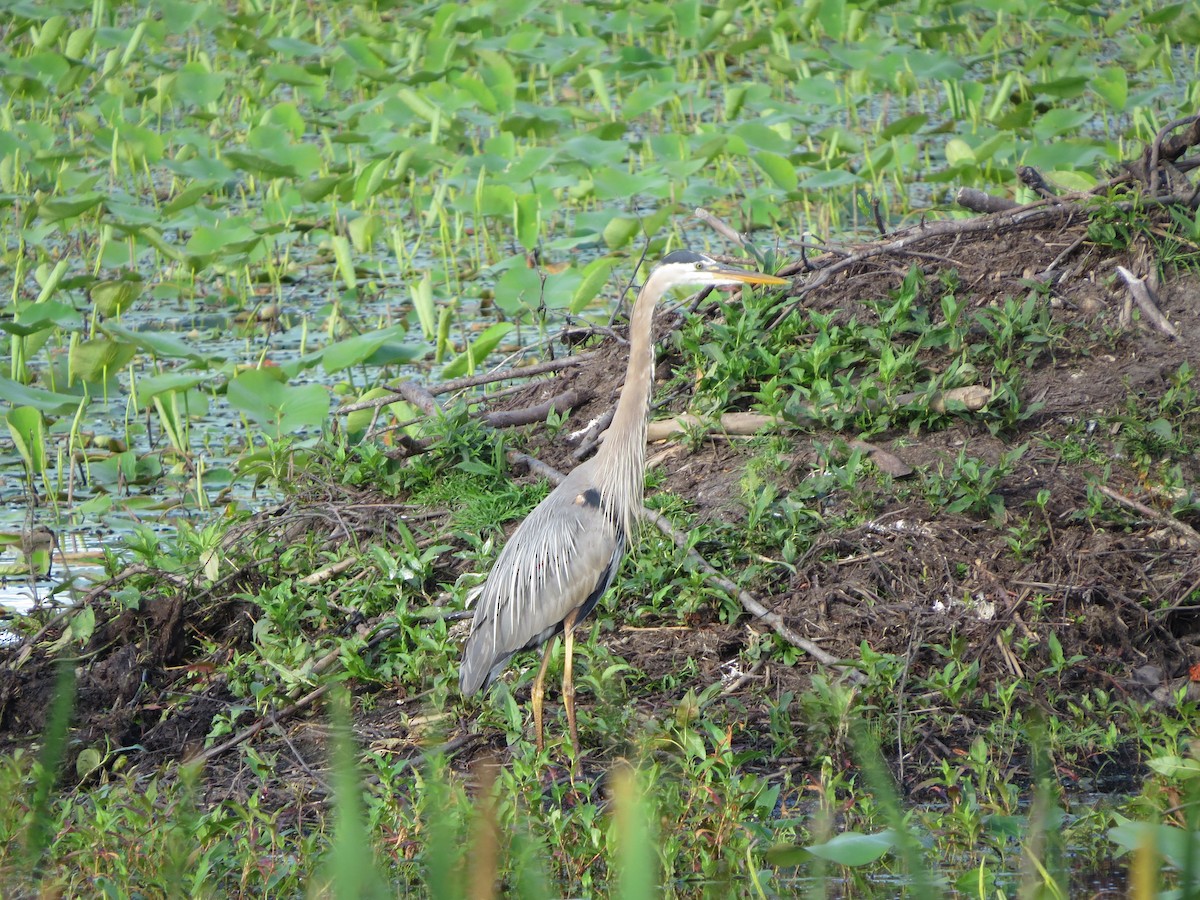 Great Blue Heron - ML105107241