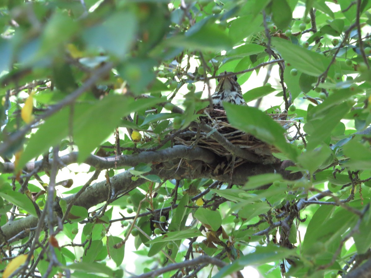 Wood Thrush - ML105107551