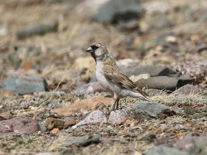 Pere David's Snowfinch - ML105108291