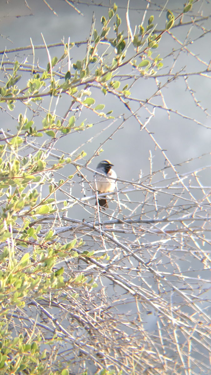 Black-throated Sparrow - ML105108521