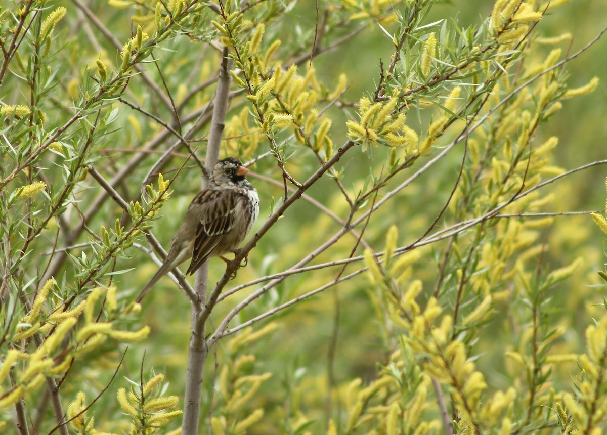 Harris's Sparrow - ML105111841