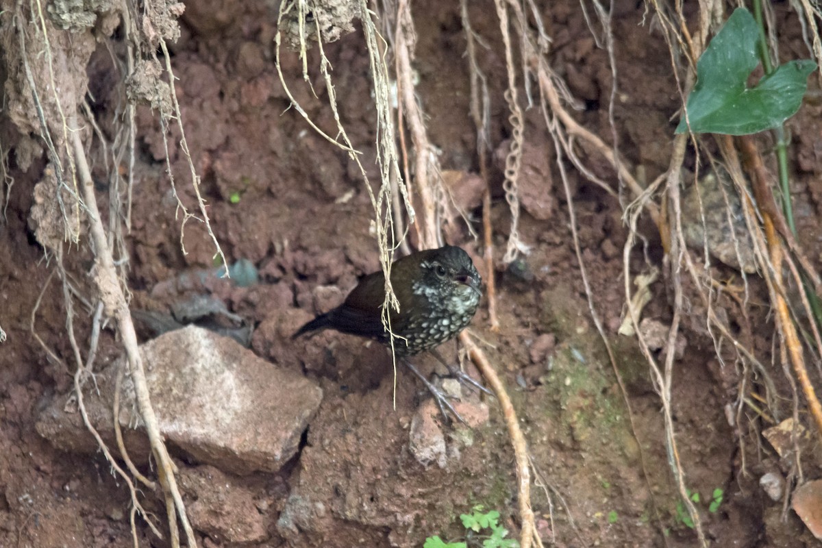 Sharp-tailed Streamcreeper - ML105112111