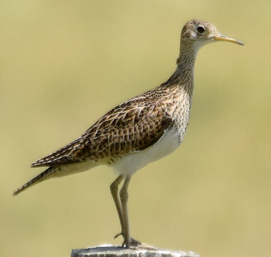 Upland Sandpiper - Steven Mlodinow